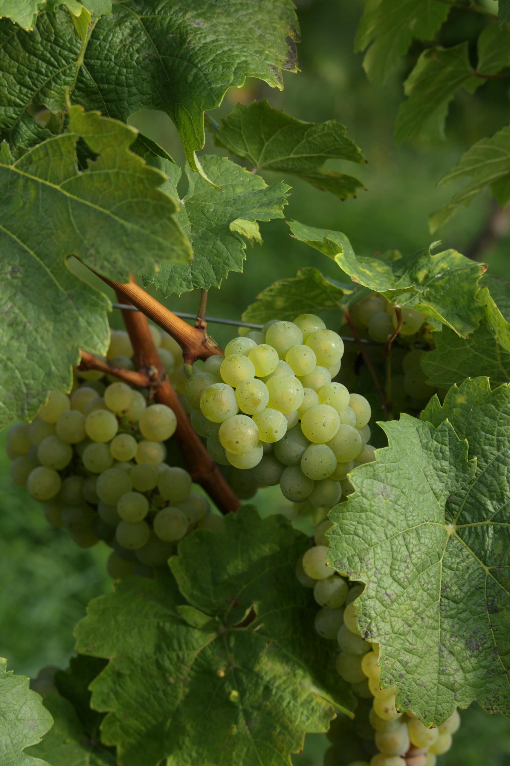 ile kalorii ma białe winogrono